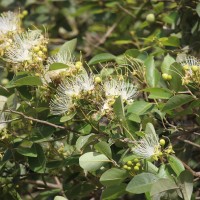 Capparis grandis L.f.